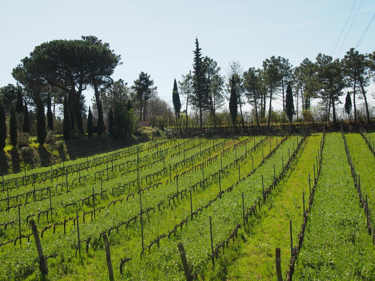 Agriturismo Gli Archi Fauglia Экстерьер фото
